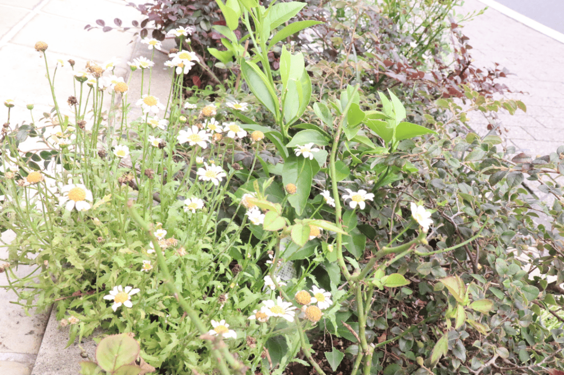 ギャラリー画像